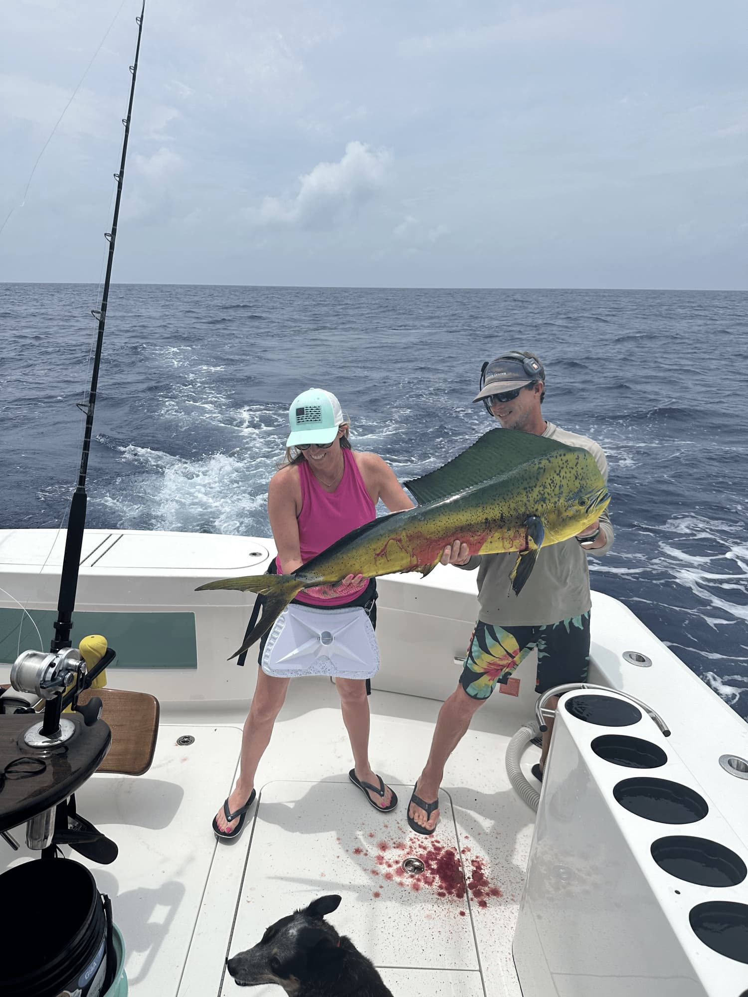 Bull dorado on the deck with the boat dog watching