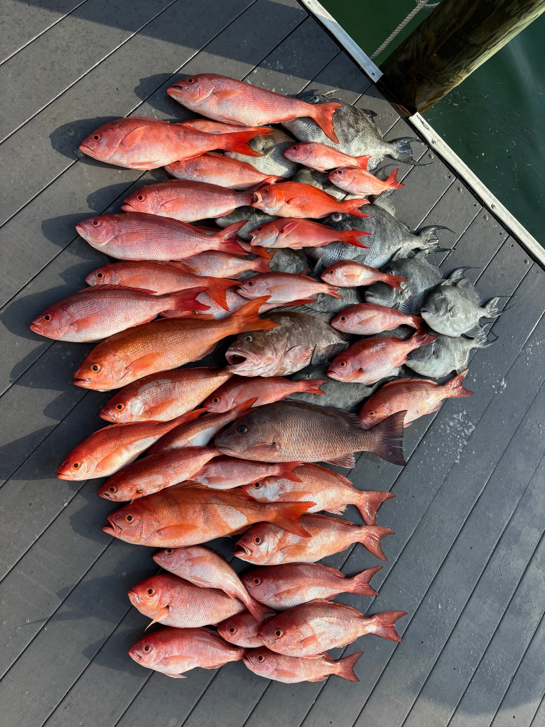 The day's haul — snappers, grouper, and mixed Gulf trophies on the dock