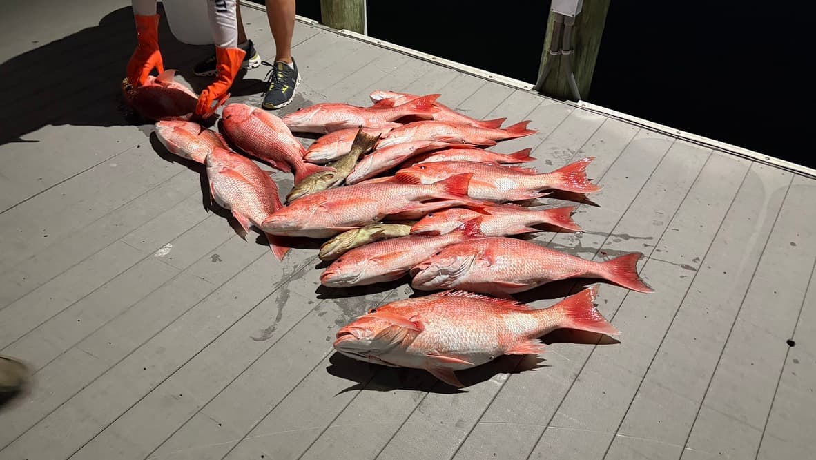 Red snapper haul laid out on the dock